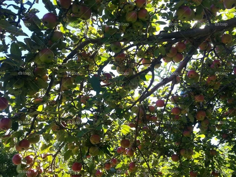 Apple Canopy