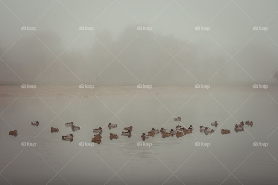 Misty landscape with pond and ducks in late autumn 