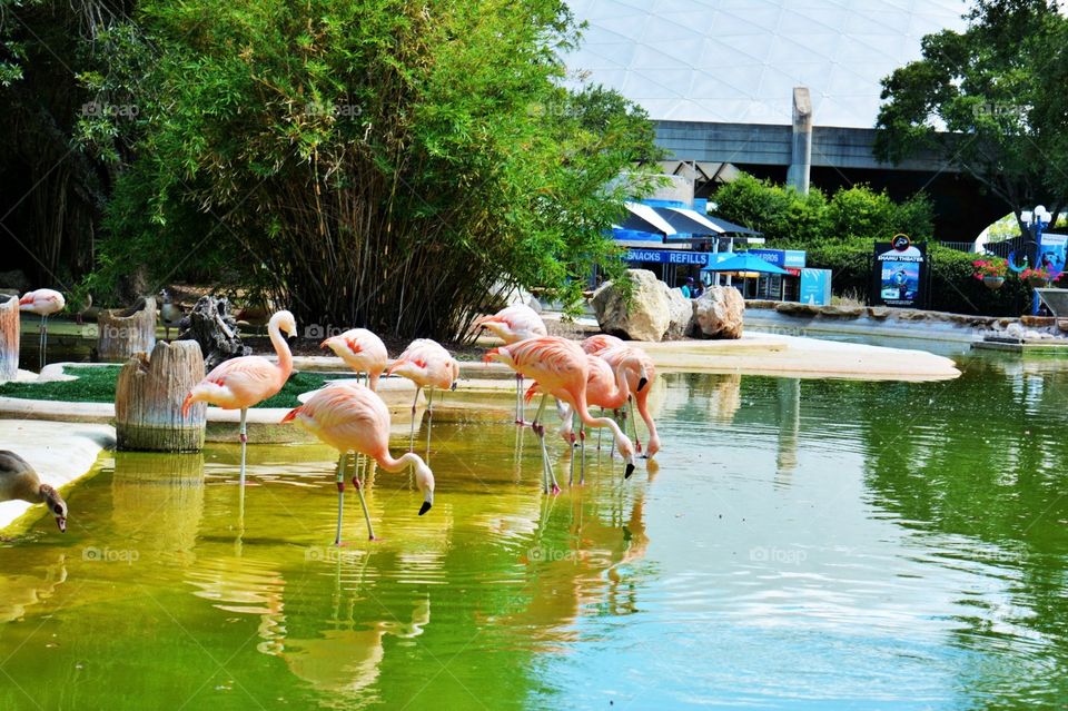 Flamingos. The beautiful birds in San Antonio sea world 