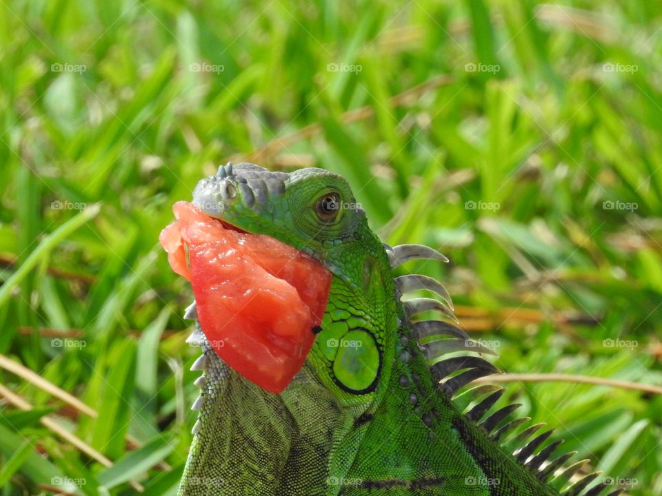 Hungry iguana 