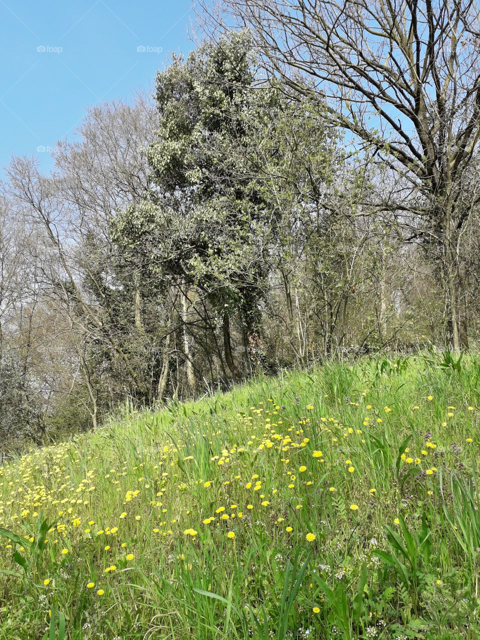 springtime in the wood