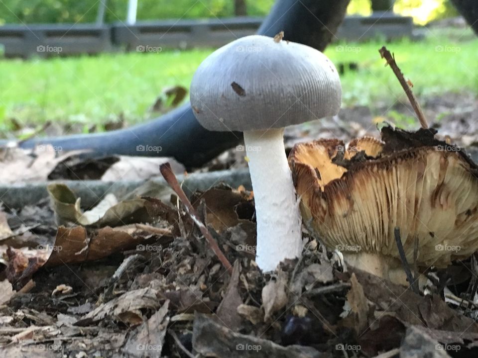 Mushroom, Fungus, Nature, Fall, Boletus