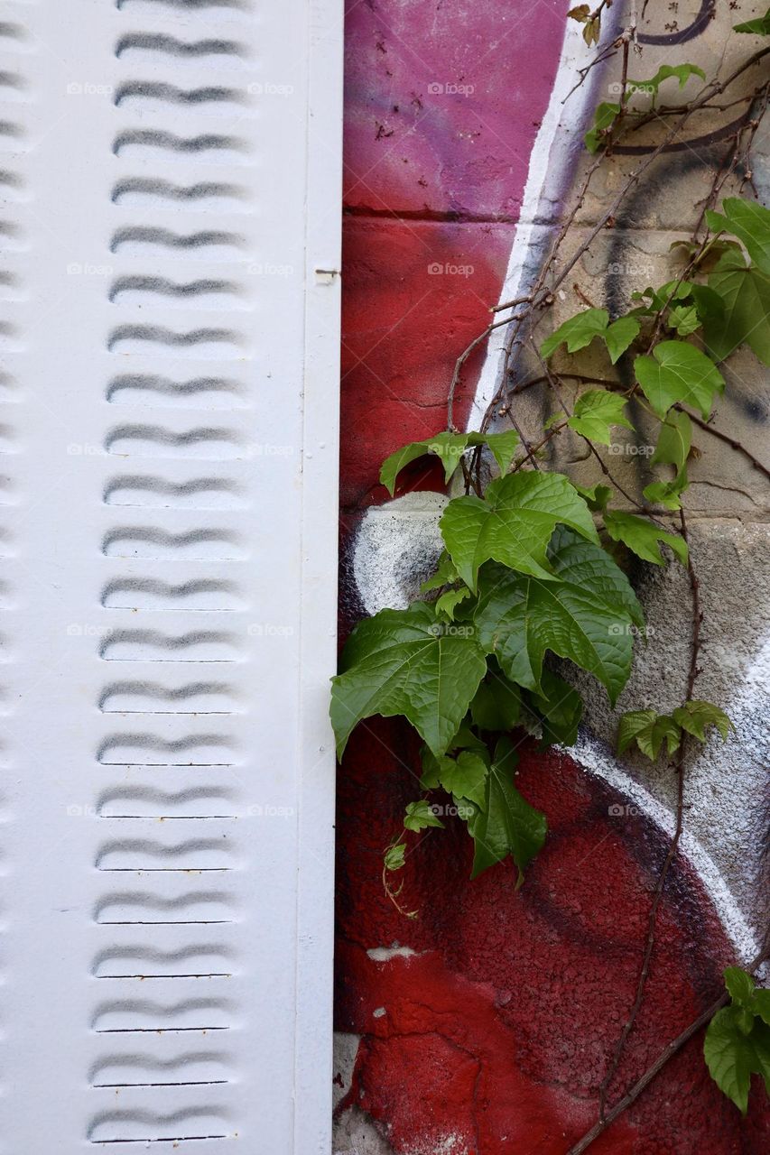 Red wall paint with green plant and white shutter 