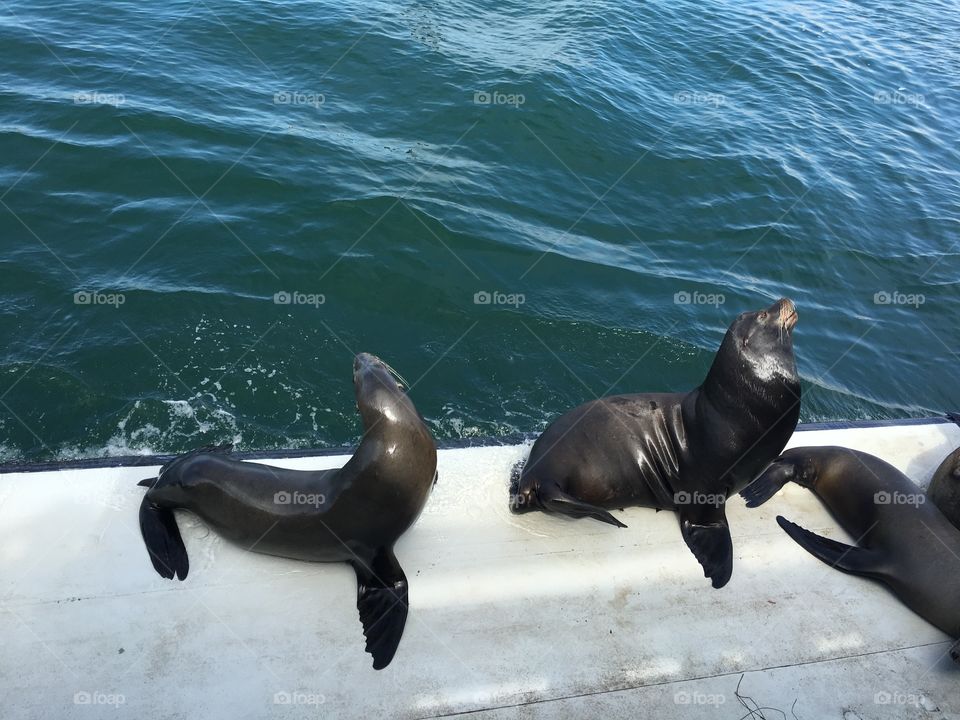 Sea lions San Francisco