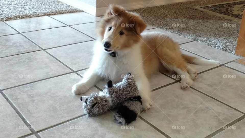 Collie puppy 3 months