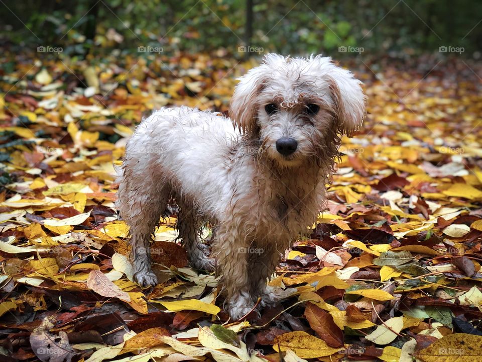 Dirty bichon in the forest 