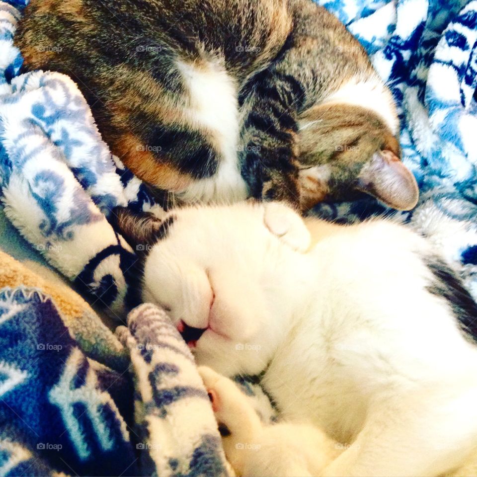 Kitty Love & Snuggles