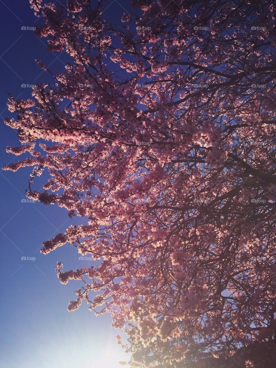 Cherry Blossoms