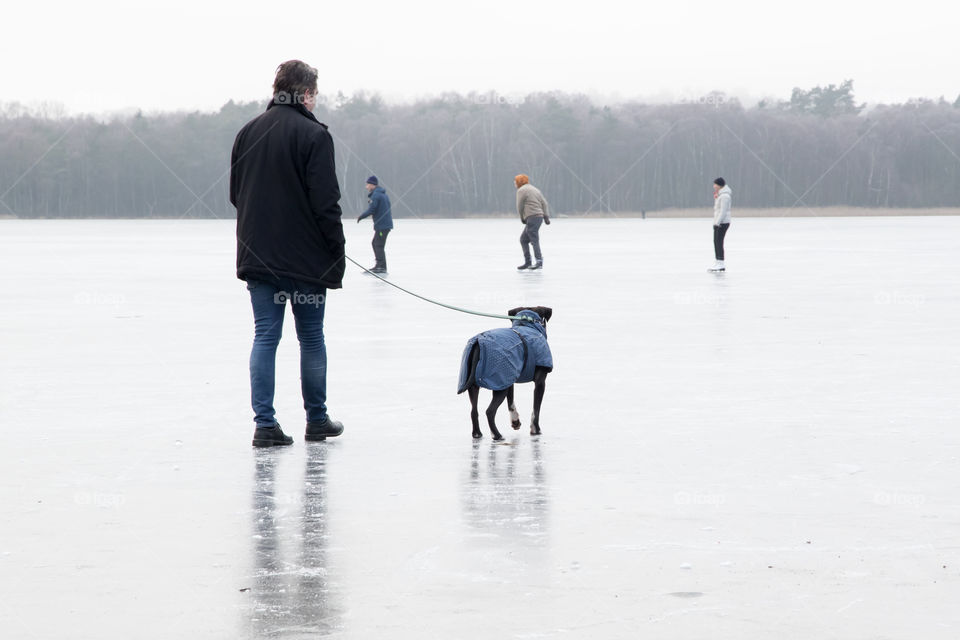 Dog exploring the frozen lake  ice and watching ice skaters , hund is skridskoåkare vinter 