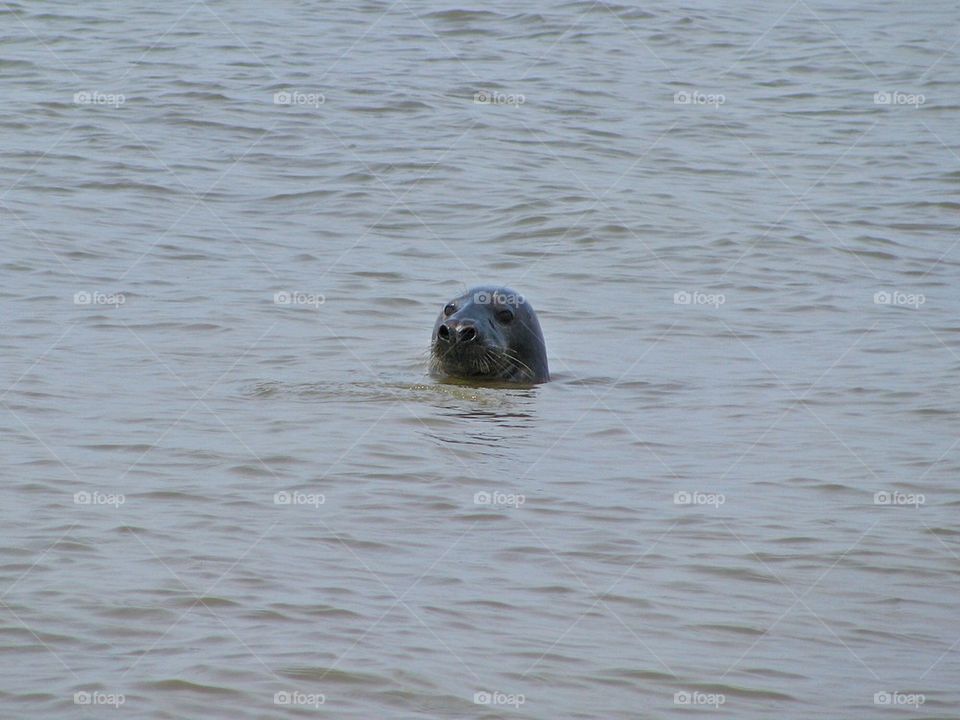 Seal in the sea
