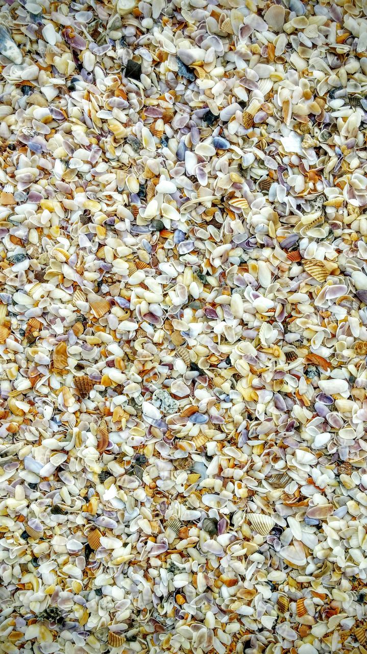 #shells #beach #Flagler