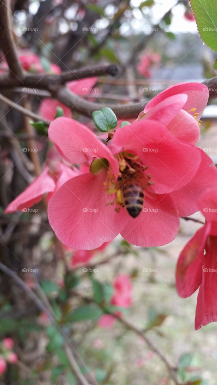 Flower, Nature, Flora, Garden, Blooming