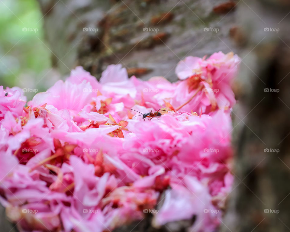 Ant on a Bed of Fallen Cherry Blossom Petals