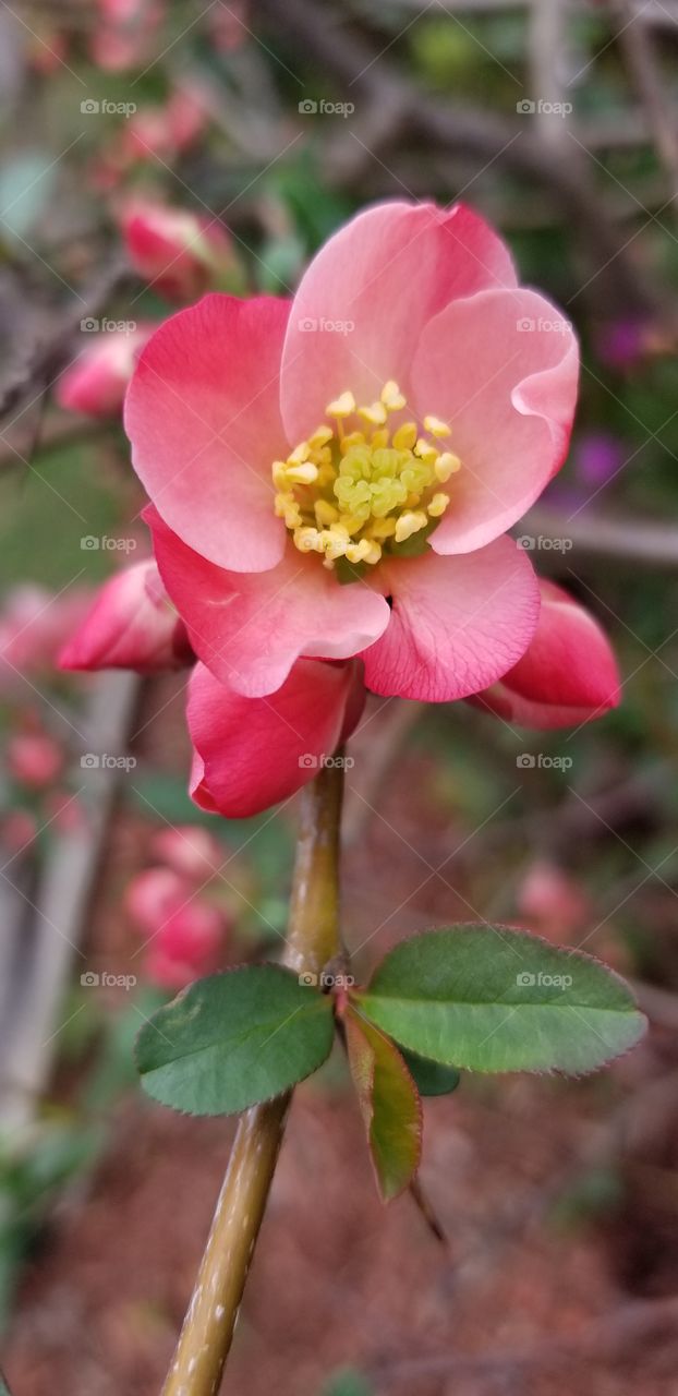 quince blossom