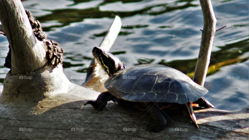 Turtle on a drift wood in water. reflection and ripples visible. turtle warming in the sun.