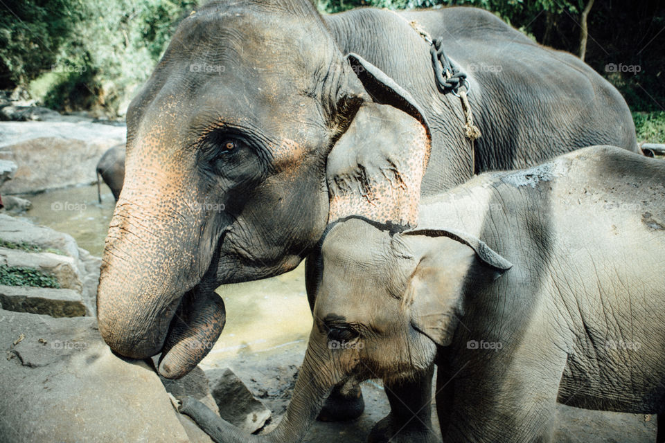 Elephant family 