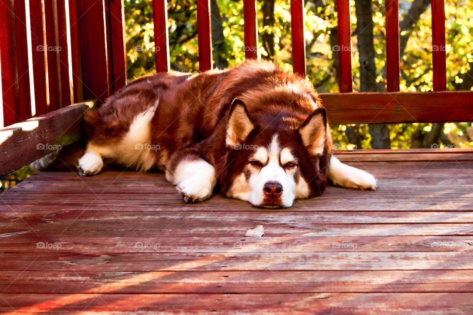 husky on the deck