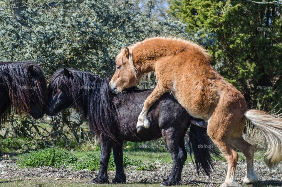 Shetland ponies playing together