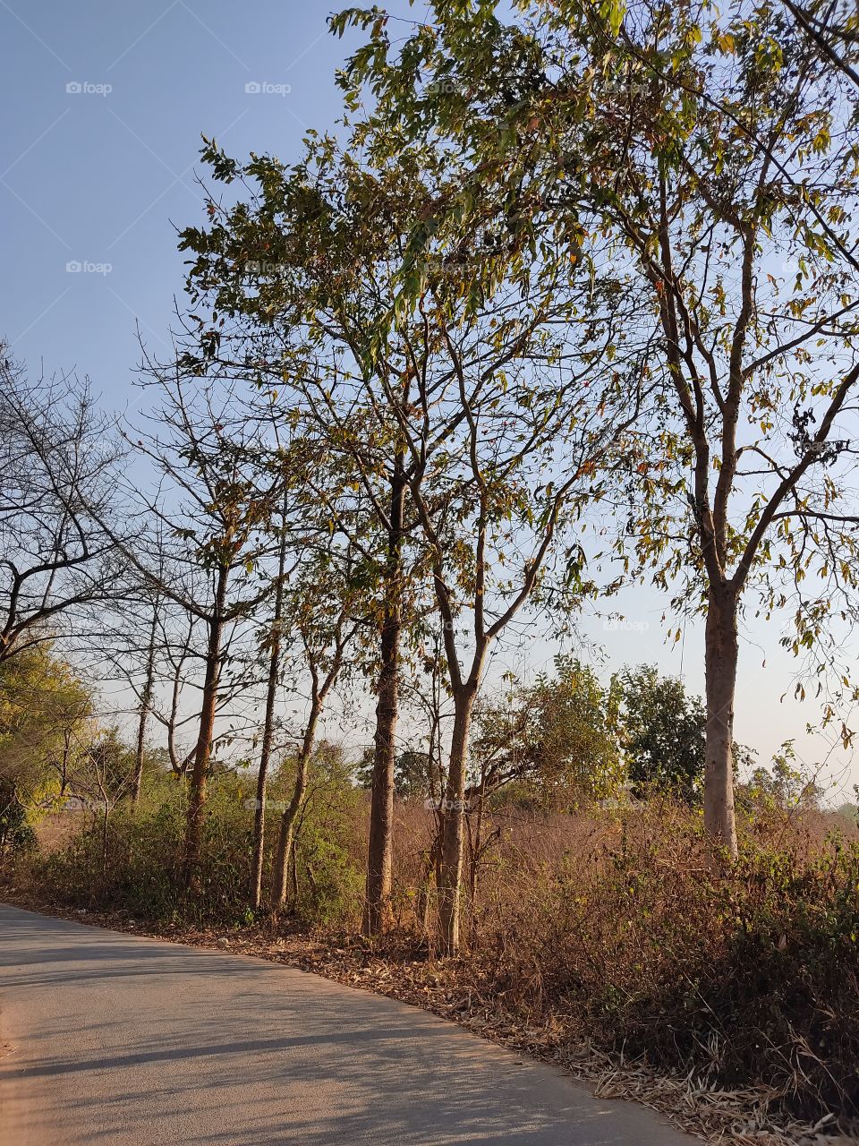 beautiful😍 trees🌳🌳🌳🌳🌳