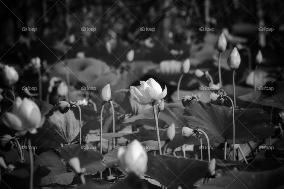 Black and white photo of a large patch of blooming water lilies.
