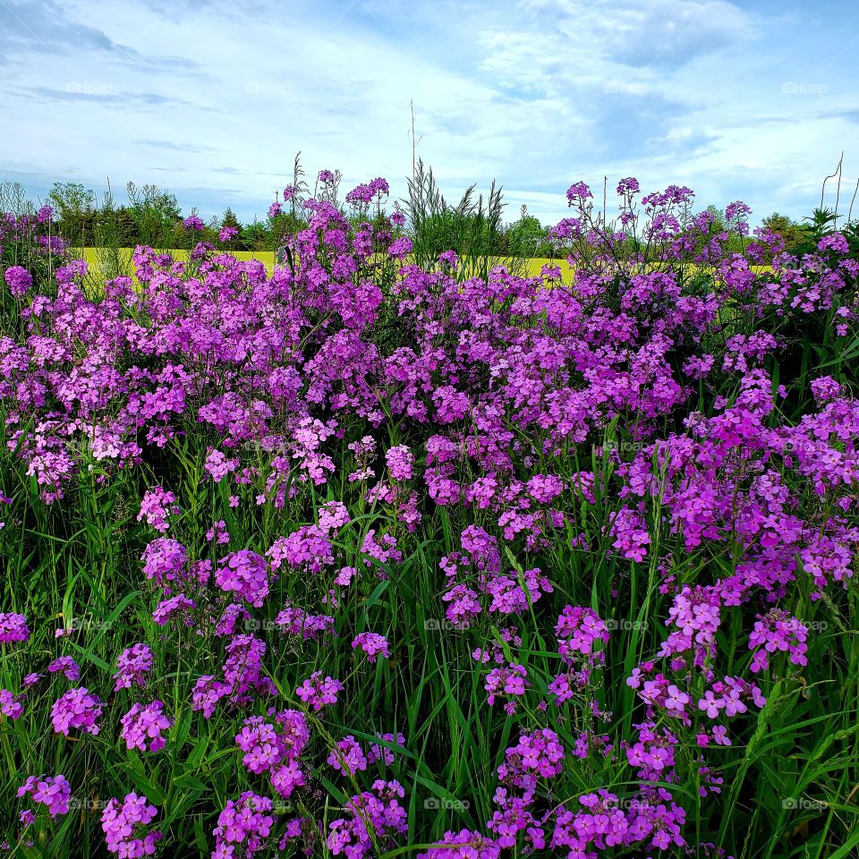 Field of purple