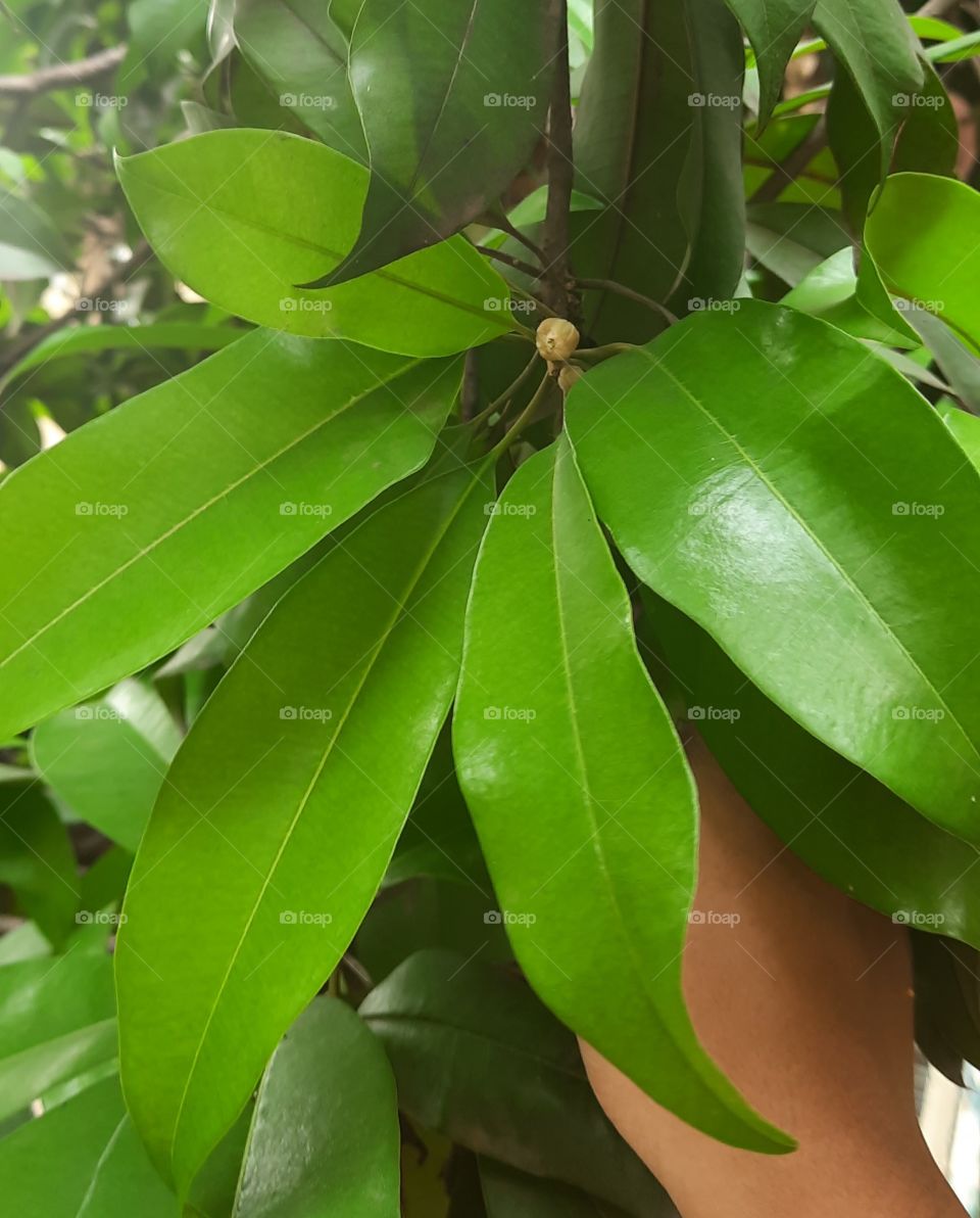 beautiful leafs of a tree in my garden