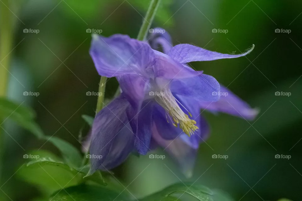 Spring flowers 