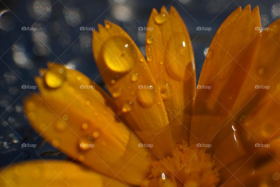 Flower#water#drops#detail#colors