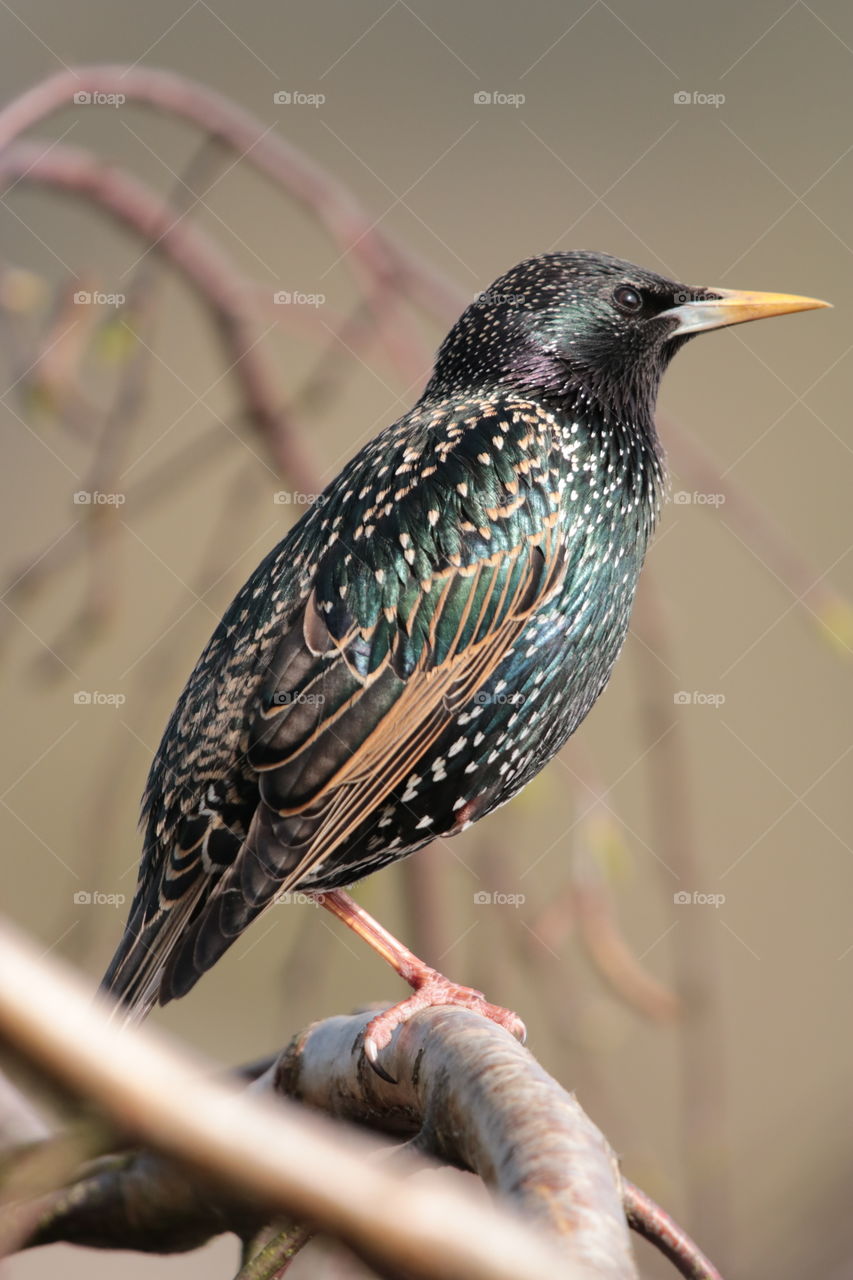 Starling