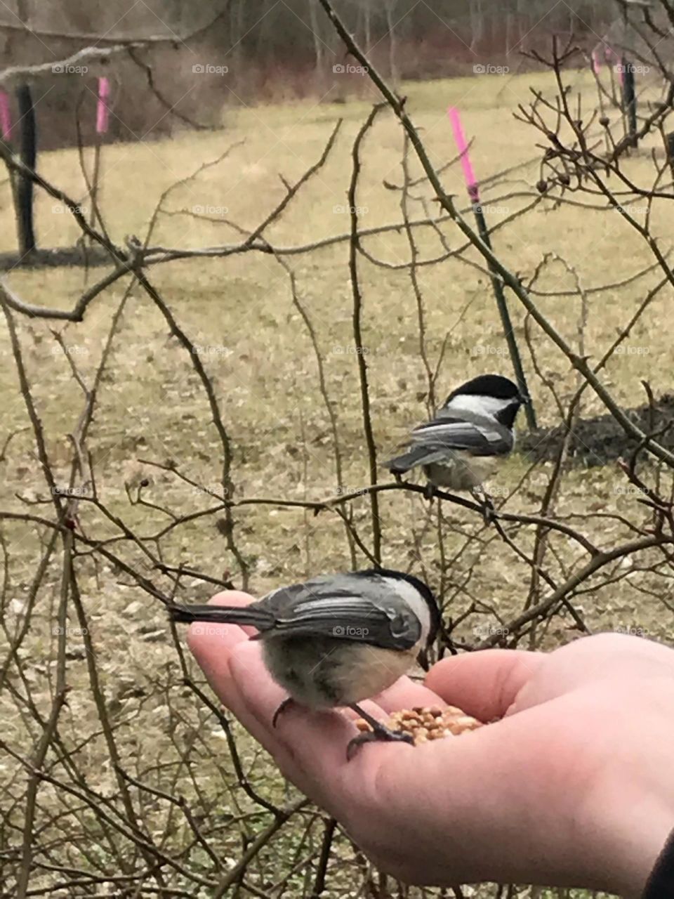 Feeding Chick-a-dees