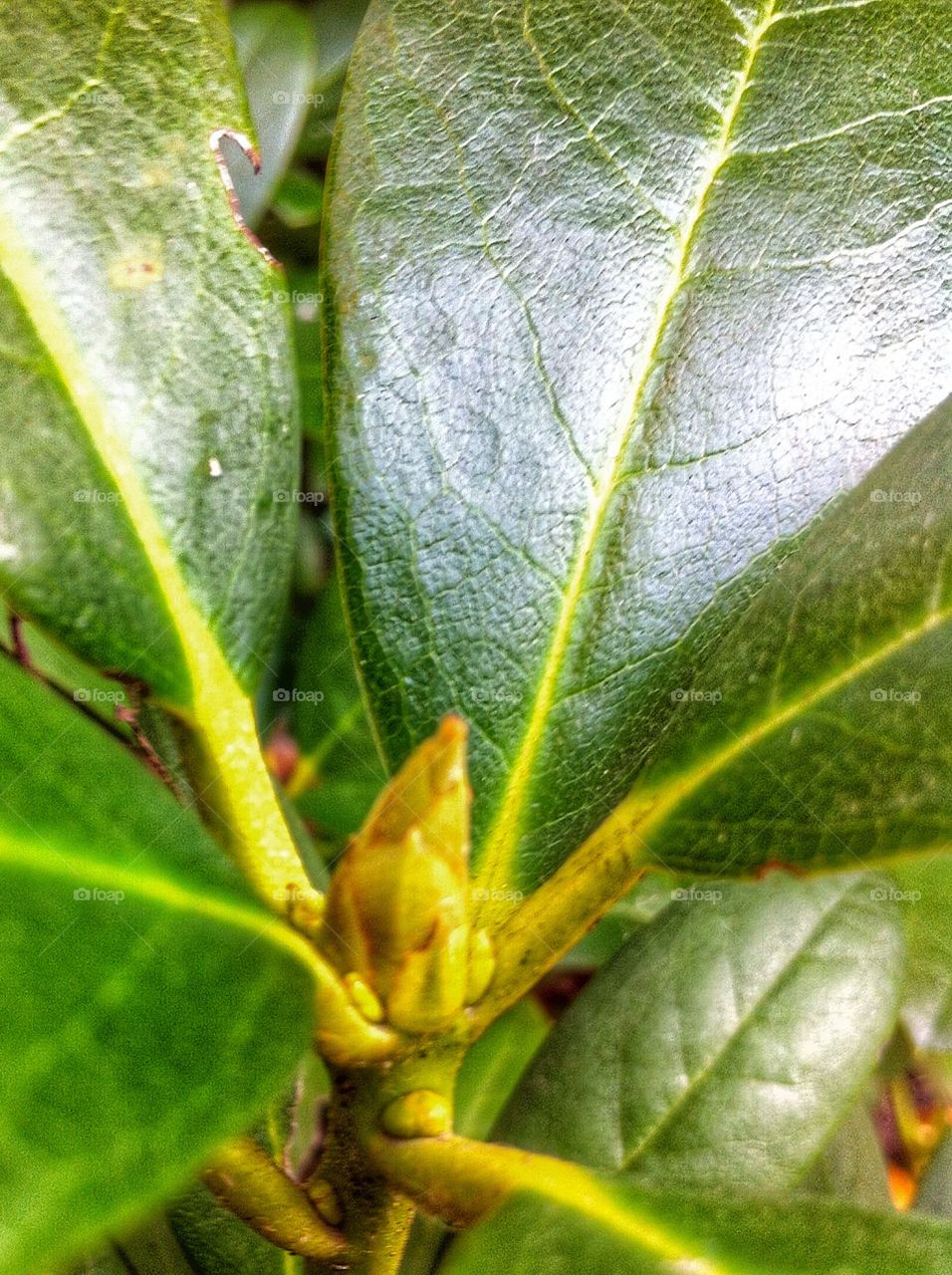 Leaves and buds close up