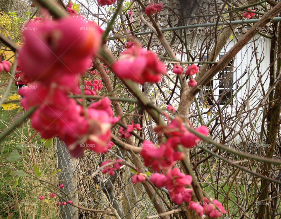 empty berries summerhouse öde by cabday