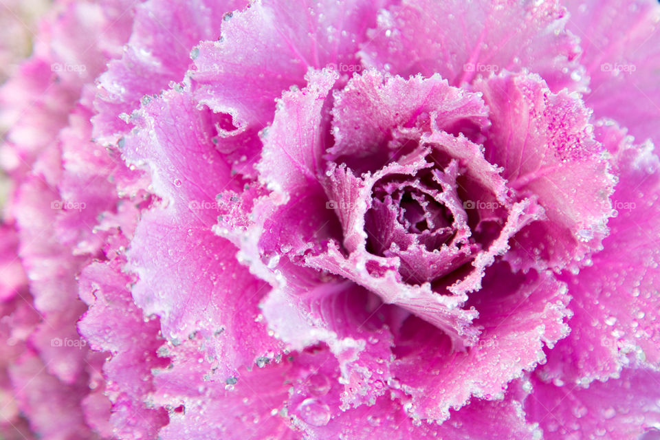 Close up to a big pink cabbage