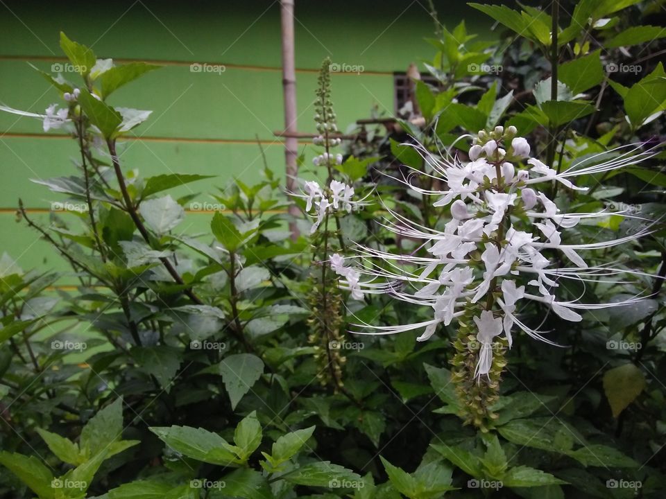 this plants is kumis kucing