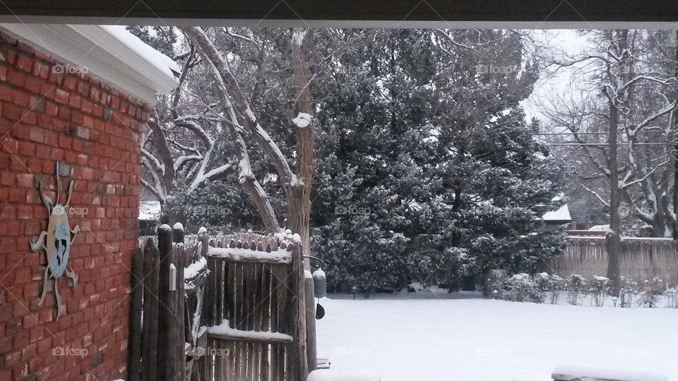 Winter Trees. The snow in my backyard, winter of 2014