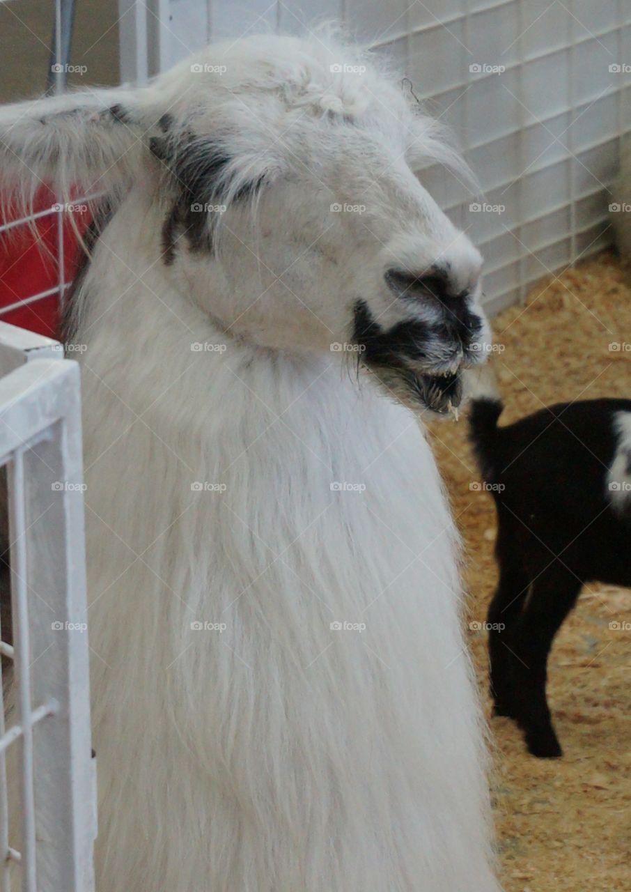 This alpaca is adorable with markings that resemble a mustache and goatee.  So much character in this ones face!