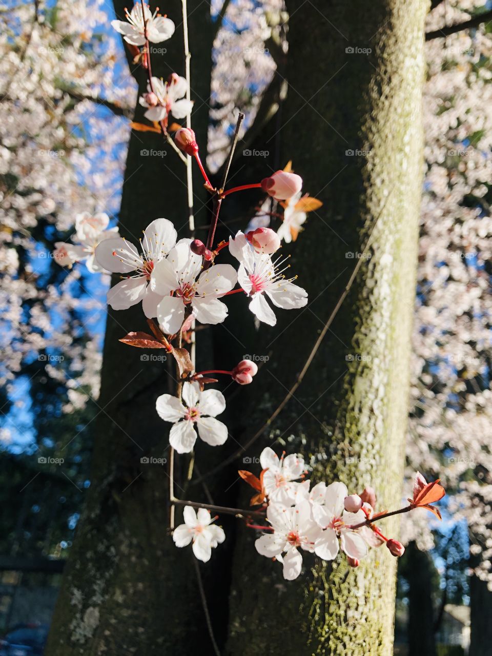 Beautiful Cherry Blossom Tree 