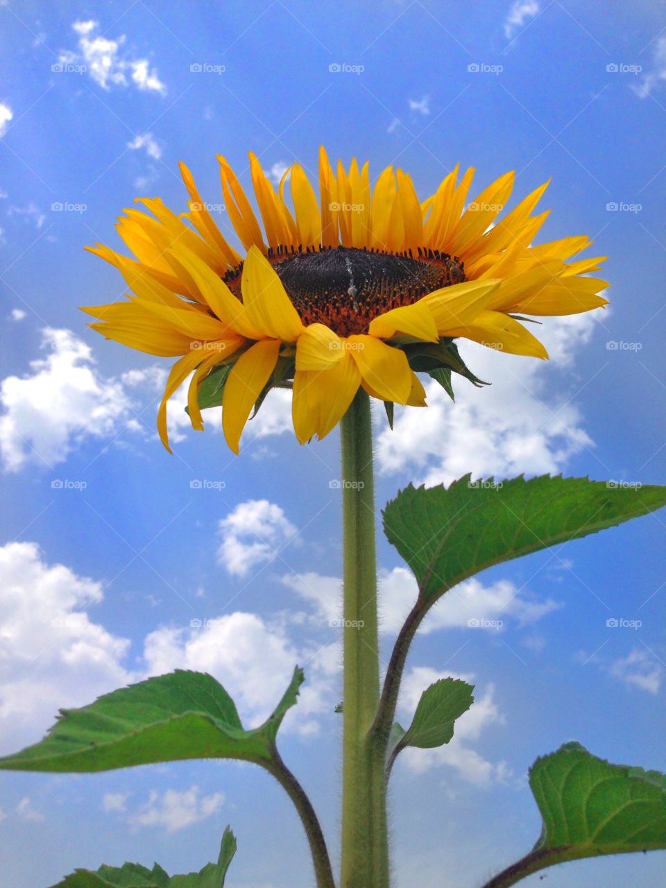 Low angle view of sunflower