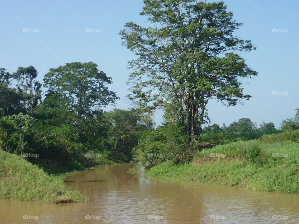 árvores no rio Amazonas