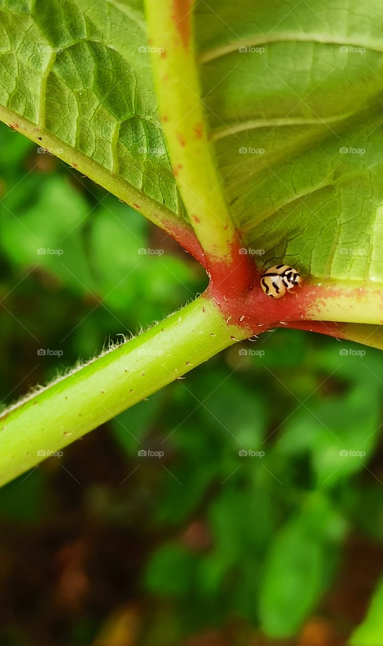 Small insect in leaf.