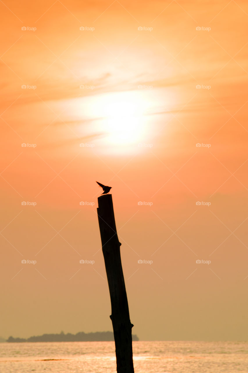 Bird sunset
