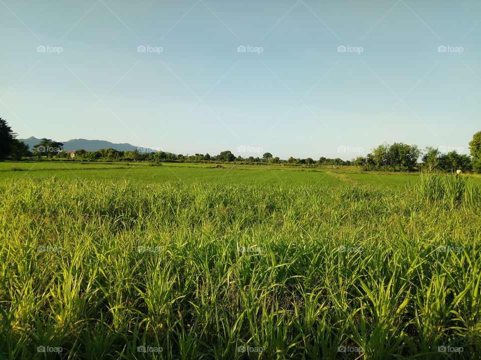 rice field