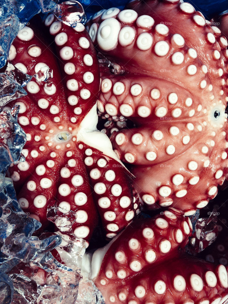 Octopus. Octopus arms at Tsukiji market