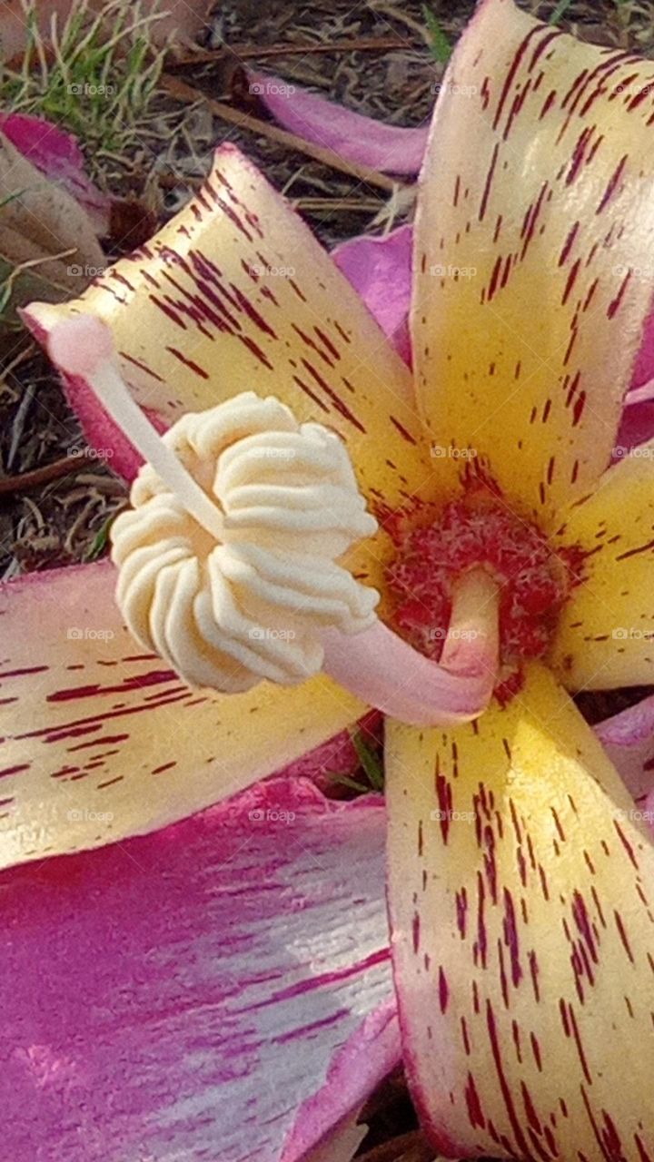 Flor del Palo Borracho - Silk Floss Tree bloom