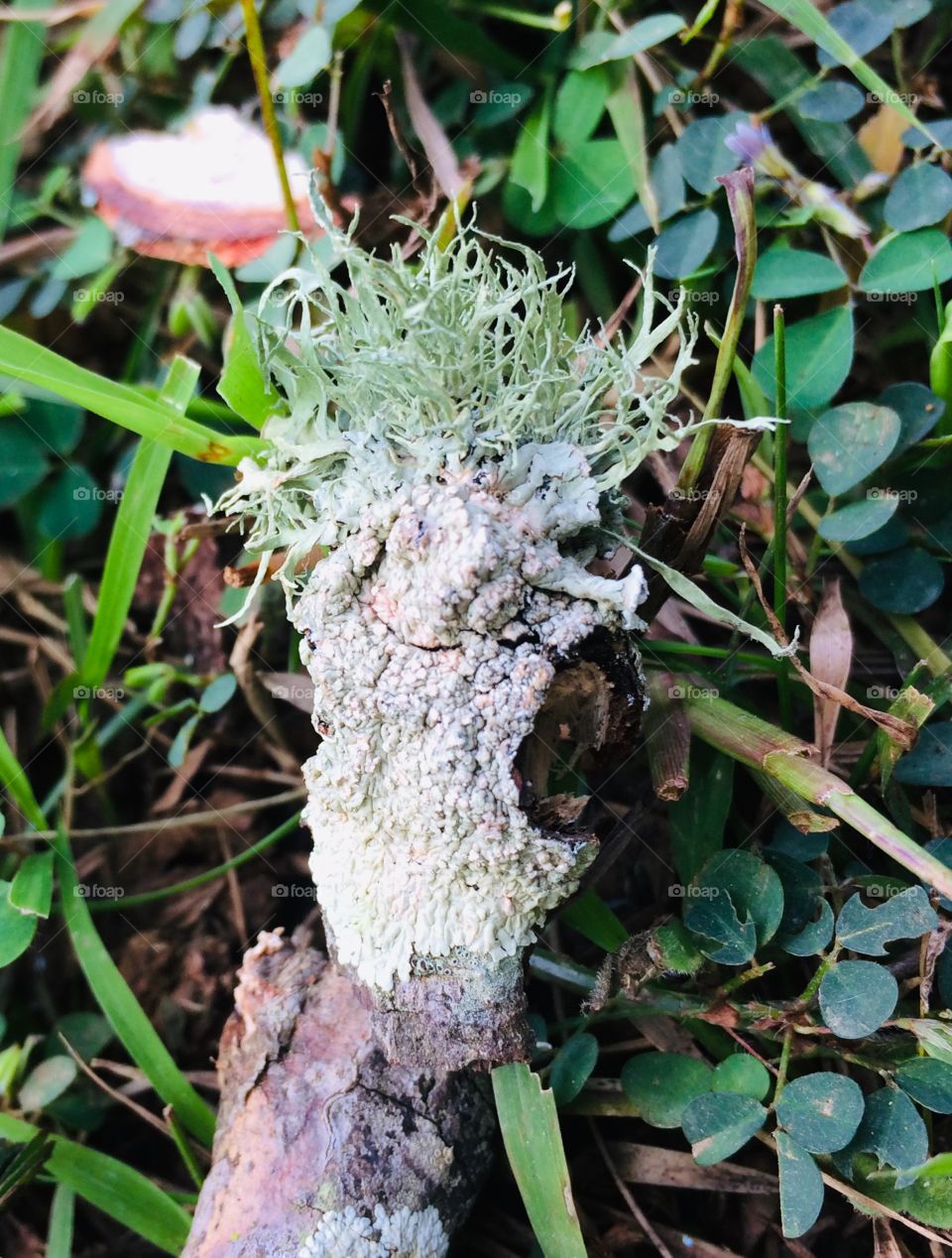 Do u see a scream 👀