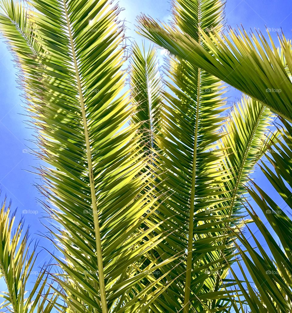 Sunny palms