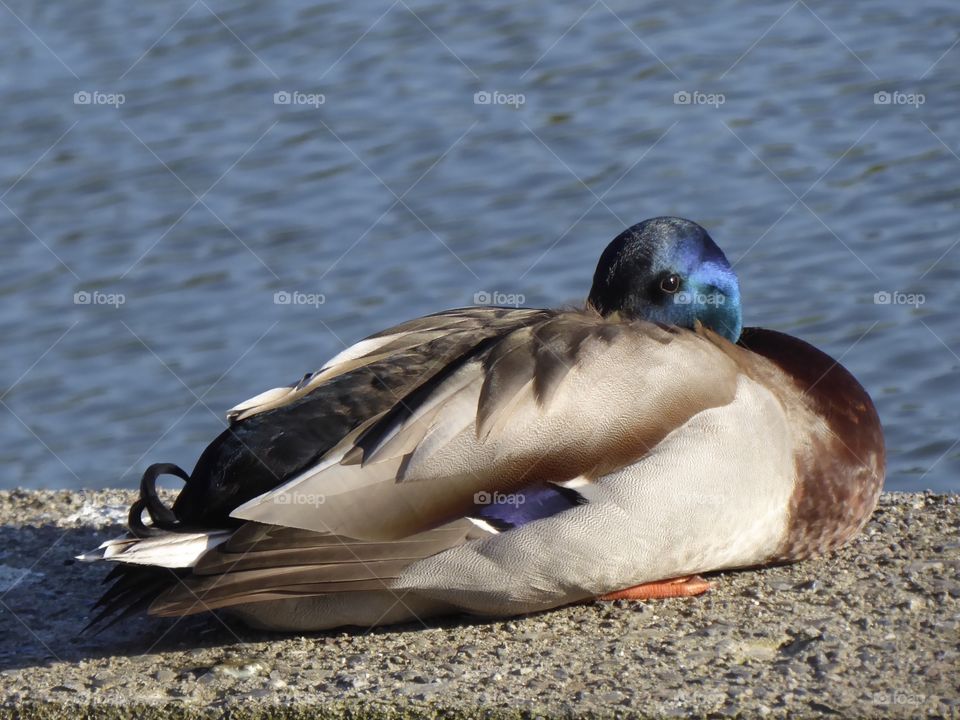 Duck in the sunlight 