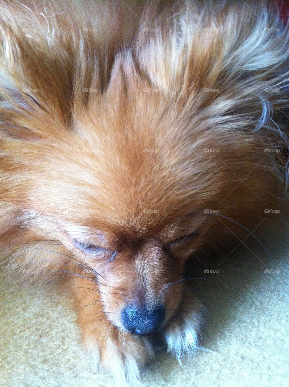 dog sleeping cute puppy by binkyboo