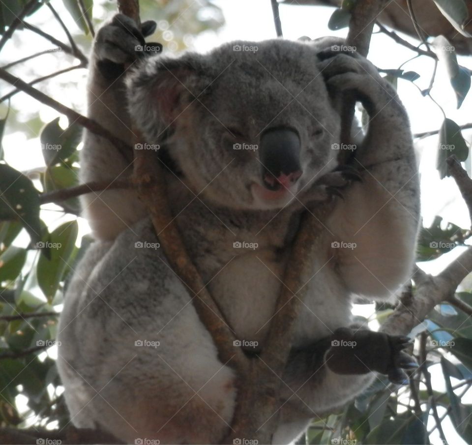 Koala