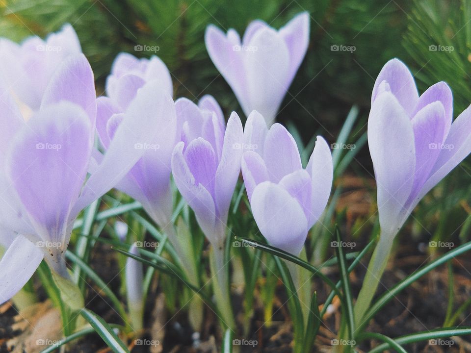 Crocus flower spring blossom 